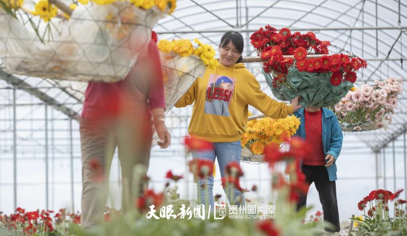 2022年3月19日，農(nóng)民在貴州省龍里縣灣灘河鎮(zhèn)園區(qū)村的大棚內(nèi)采摘非洲菊。（葉順強(qiáng) 攝）.jpg