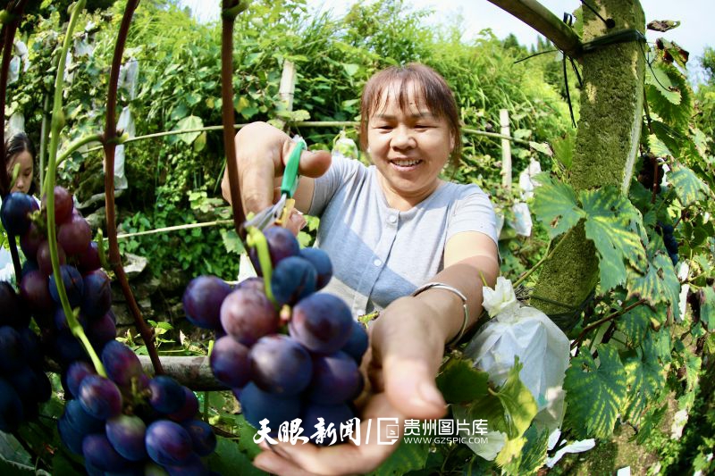 787237-2024年8月15日，在都勻市小圍寨街道沙井街村海咬葡萄種植基地，村民楊云正在自家種植地里采摘葡萄。.jpg