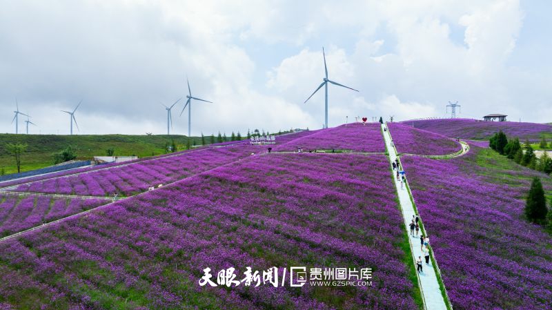 786771-云頂花海，成片的紫色鮮花爭相綻放，美不勝收。.jpg