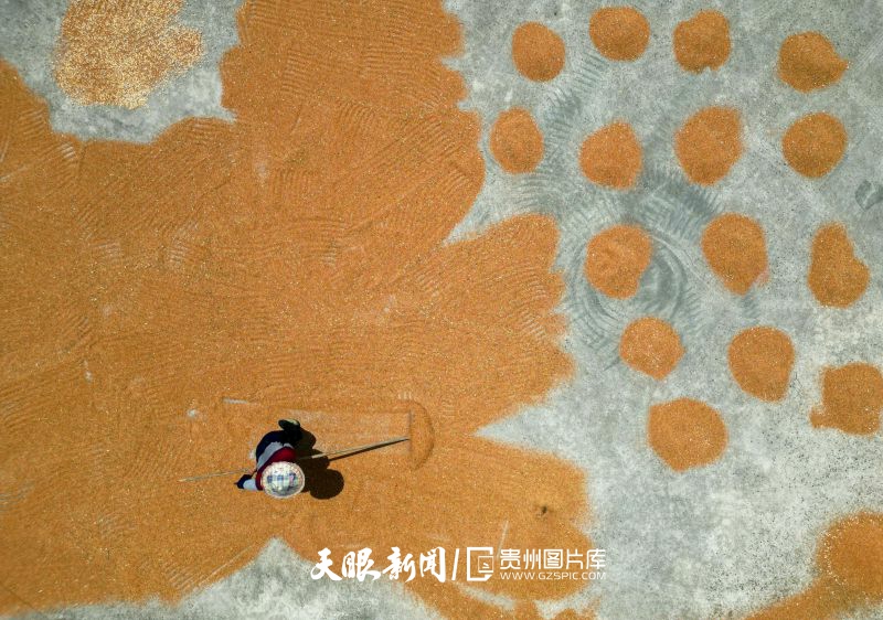 786465-8月13日，在貴州省遵義市余慶縣龍家鎮(zhèn)新坪村，農民正在晾曬高粱。（無人機照片）.jpg