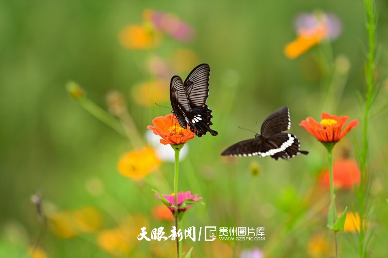 786086-2024年8月11日，在黔西市錦星鎮(zhèn)洪福村一處花叢中，一群蝴蝶翩翩起舞相互追逐嬉戲歇息，構成了一幅夏日美景。.jpg